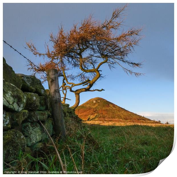 Roseberry Topping Tree Print by Greg Marshall