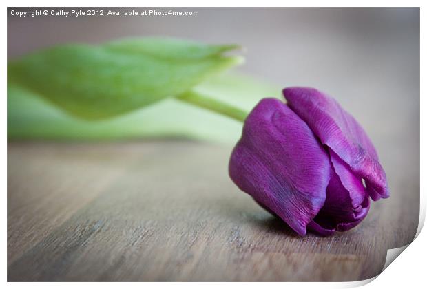 Purple tulip Print by Cathy Pyle