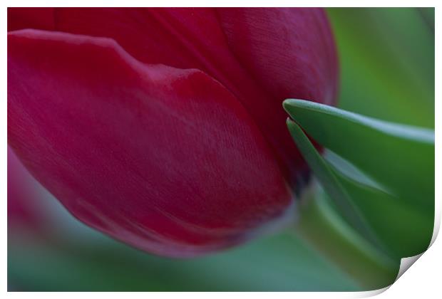 Red tulip Print by Cathy Pyle