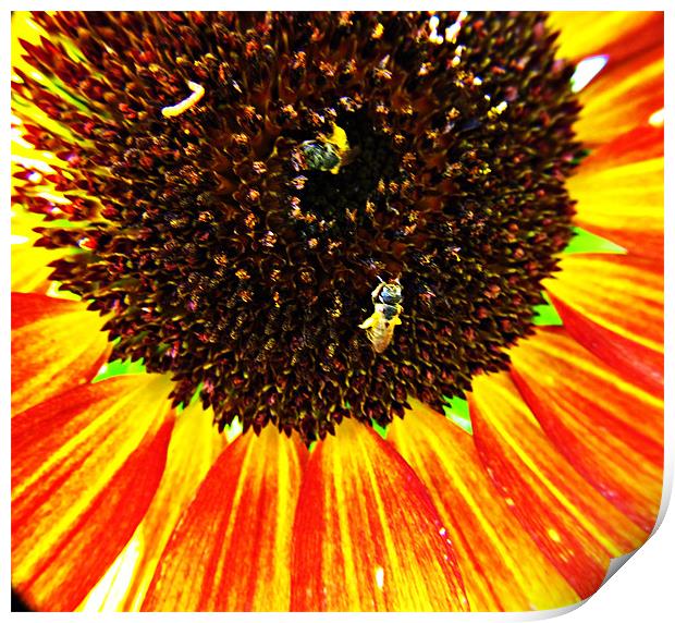 Sunflower Bloom Print by Katie Anderson