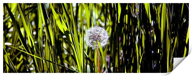 Taraxacum officinale Print by Kevin Dobie