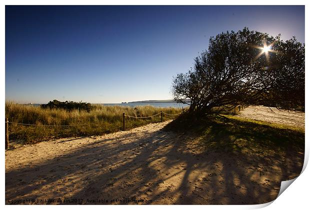 Seafront Tree Print by Phil Wareham