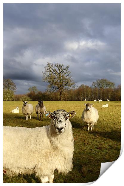 Who Are Ewe Looking At? Print by Andrew Watson