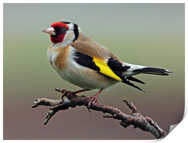 Goldfinch on branch. Print by Jack Byers