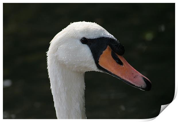 swan Print by joe cliffe