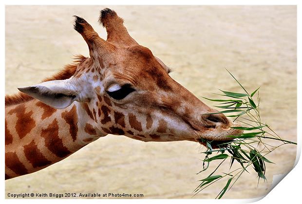 Giraffe Feeding Print by Keith Briggs