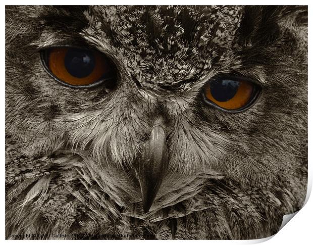 Eagle Owl Bird Of Prey Print by Julie  Chambers