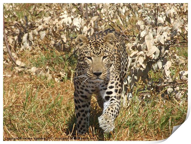 Leopard in Africa Print by helene duerden