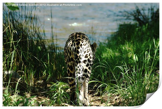 Leopard and water Print by helene duerden