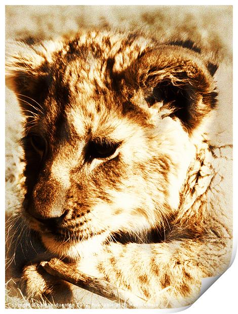 Learning to pounce - sepia Print by helene duerden