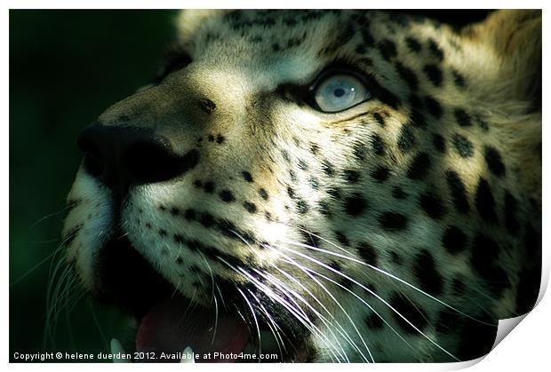 leopard eyes Print by helene duerden