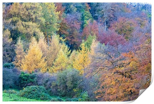 Colours of Autumn Print by Paul Evans