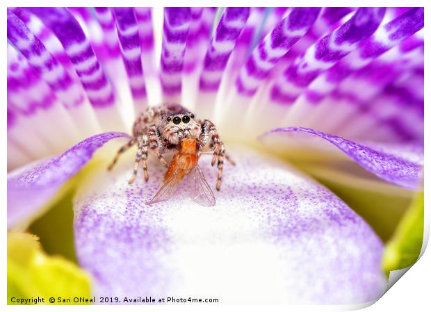 Adorable Peppered Jumper sitting on a Purple Passi Print by Sari ONeal