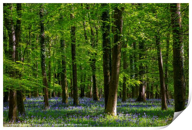 Bluebells at Speculation Print by David Tinsley