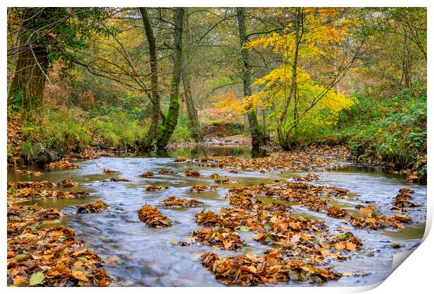 Autumn  Brook Print by David Tinsley