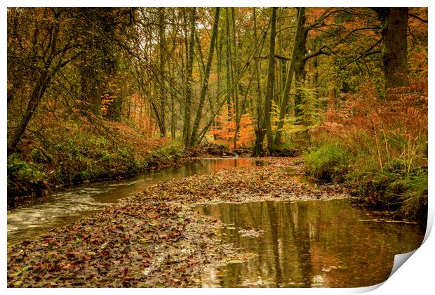 Autumn Reflections Print by David Tinsley