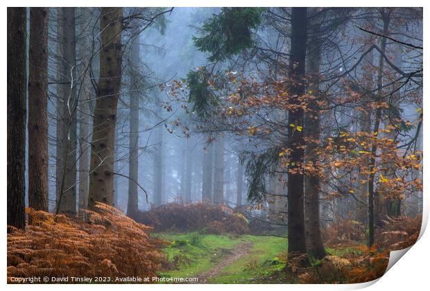 Misty Woodland Path Print by David Tinsley