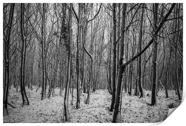 Chestnut Woods Print by David Tinsley