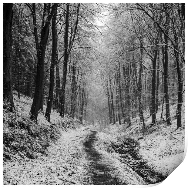 Winter Woodland Walk No2 Print by David Tinsley