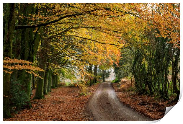 Late Autumn Colours Print by David Tinsley