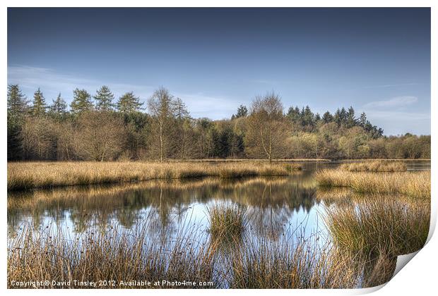 Woorgreens Lake Print by David Tinsley