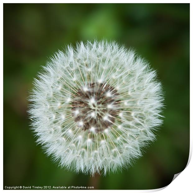 Dandelion Print by David Tinsley