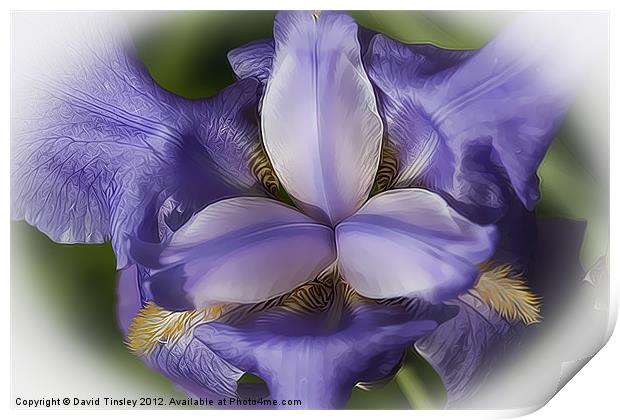 Blue Iris Stylised Print by David Tinsley