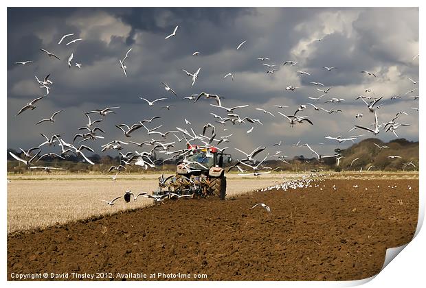 A Flock of Seagulls Print by David Tinsley