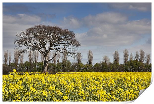 Yellow Rapeseed Fields Print by David Tinsley