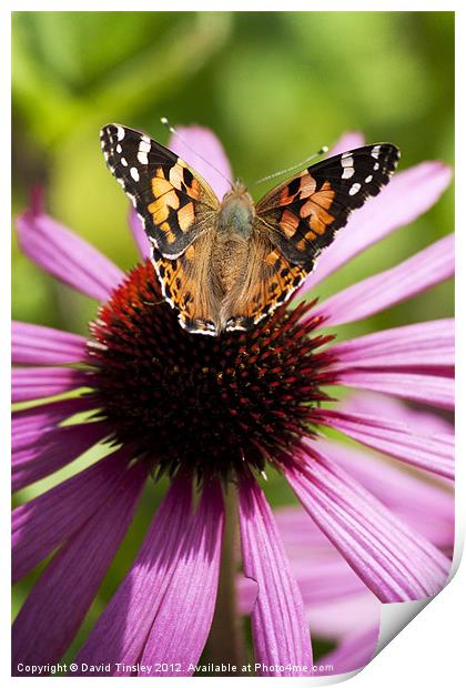 Painted Lady Print by David Tinsley