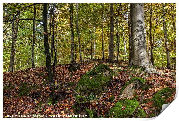 Autumn Beech Print by David Tinsley