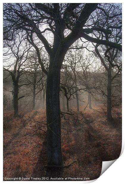 Highlighted Oaks Print by David Tinsley