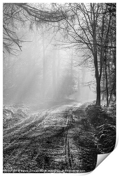 Mist In The Forest Print by David Tinsley