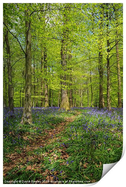 Bluebell Path Print by David Tinsley