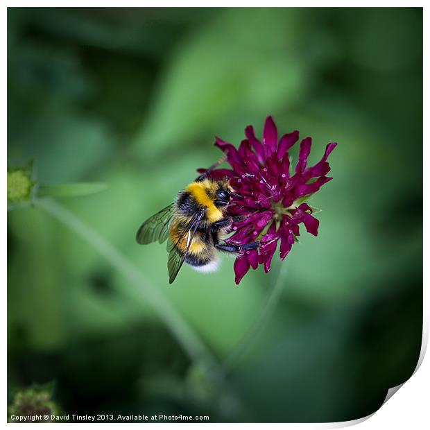 Bumblebee Print by David Tinsley