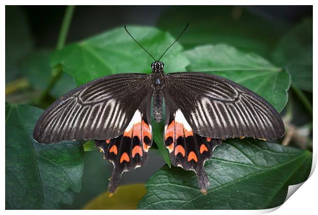 Female Common Mormon Print by David Tinsley