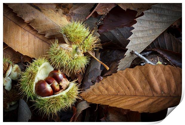 Chestnuts and Leaves Print by David Tinsley