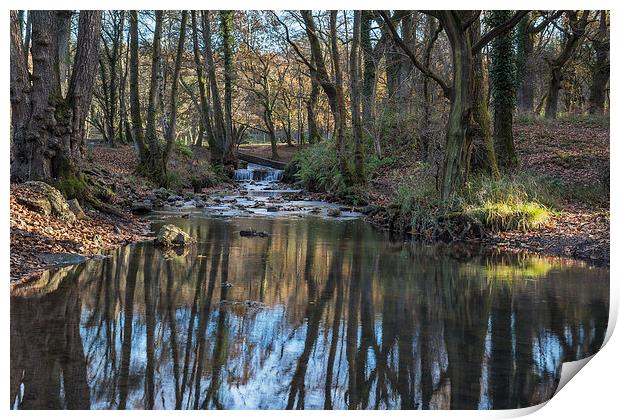 Cannop Brook - 2 Print by David Tinsley