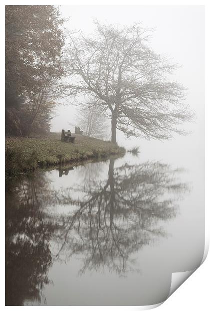 Oak Reflections Print by David Tinsley