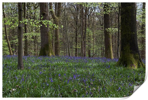 Soudley Bluebell Woods Print by David Tinsley