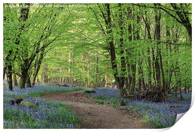 Beech and Bluebell Walk Print by David Tinsley