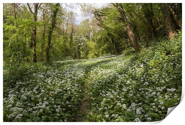 Path through the Wild Garlic Print by David Tinsley