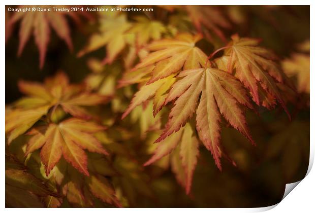  Autumn Acer Print by David Tinsley