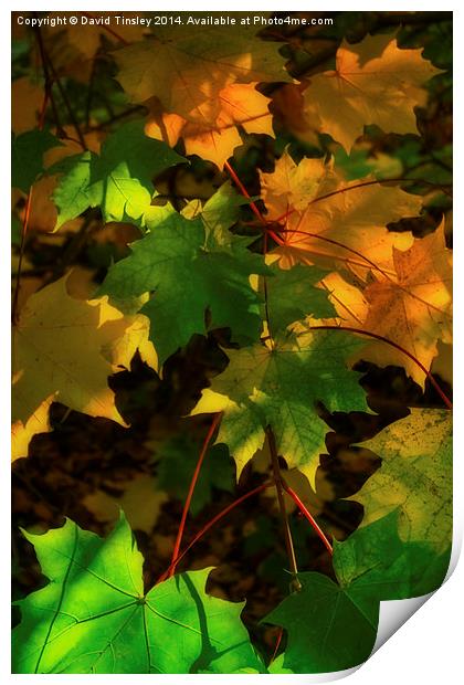  Autumn Sycamore Print by David Tinsley