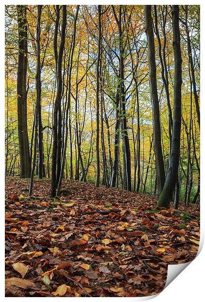  Autumn Beech Leaves  Print by David Tinsley