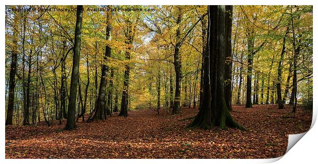 Beech Wood Panorama  Print by David Tinsley