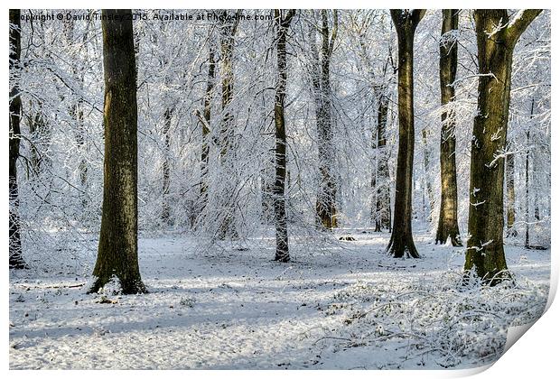  Snowy Beech Woods Print by David Tinsley