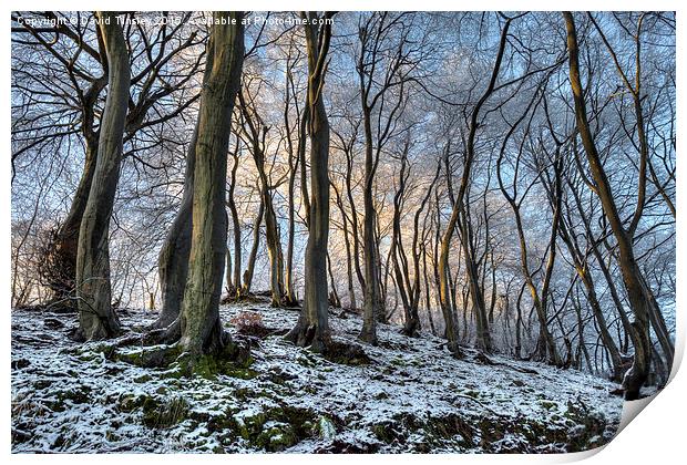  Twisted Beech  Print by David Tinsley