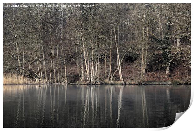  Winter at Cannop Ponds - 2 Print by David Tinsley