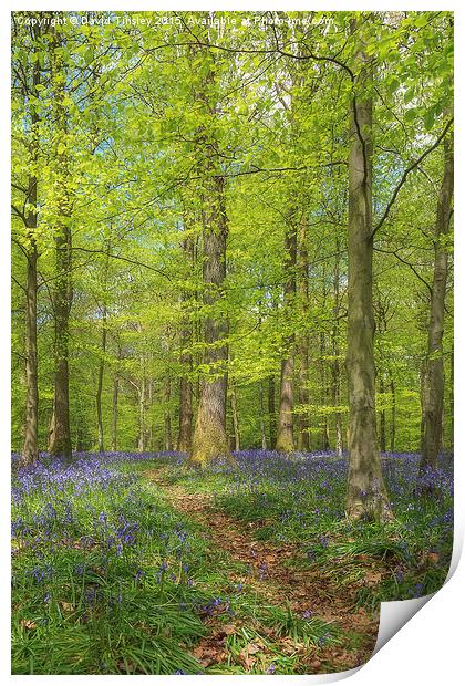  Woodland Bluebells Print by David Tinsley